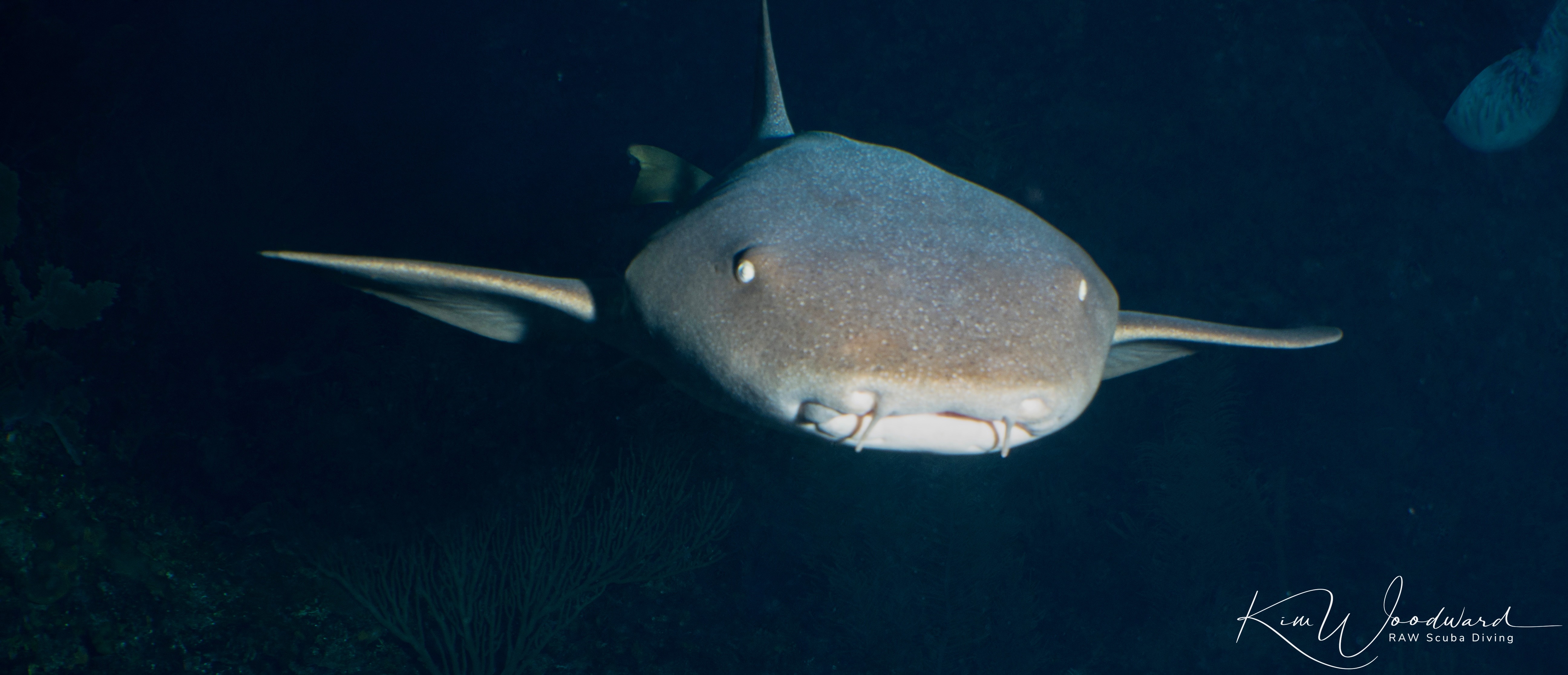 Belize 26 Nurse Shark 1