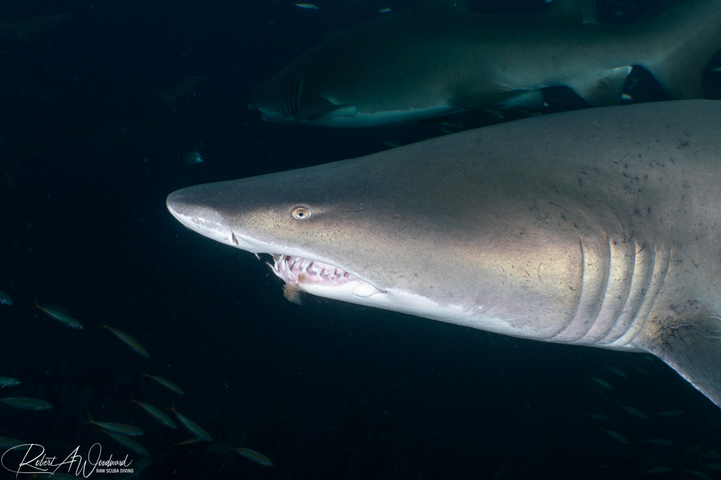 NC Shark 1