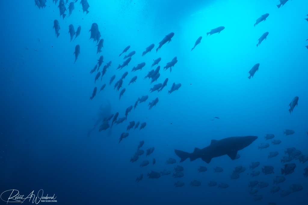 NC Shark 13