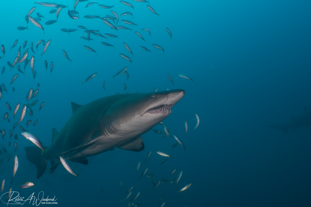 NC Shark 18