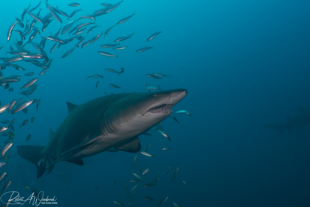 NC Shark 19