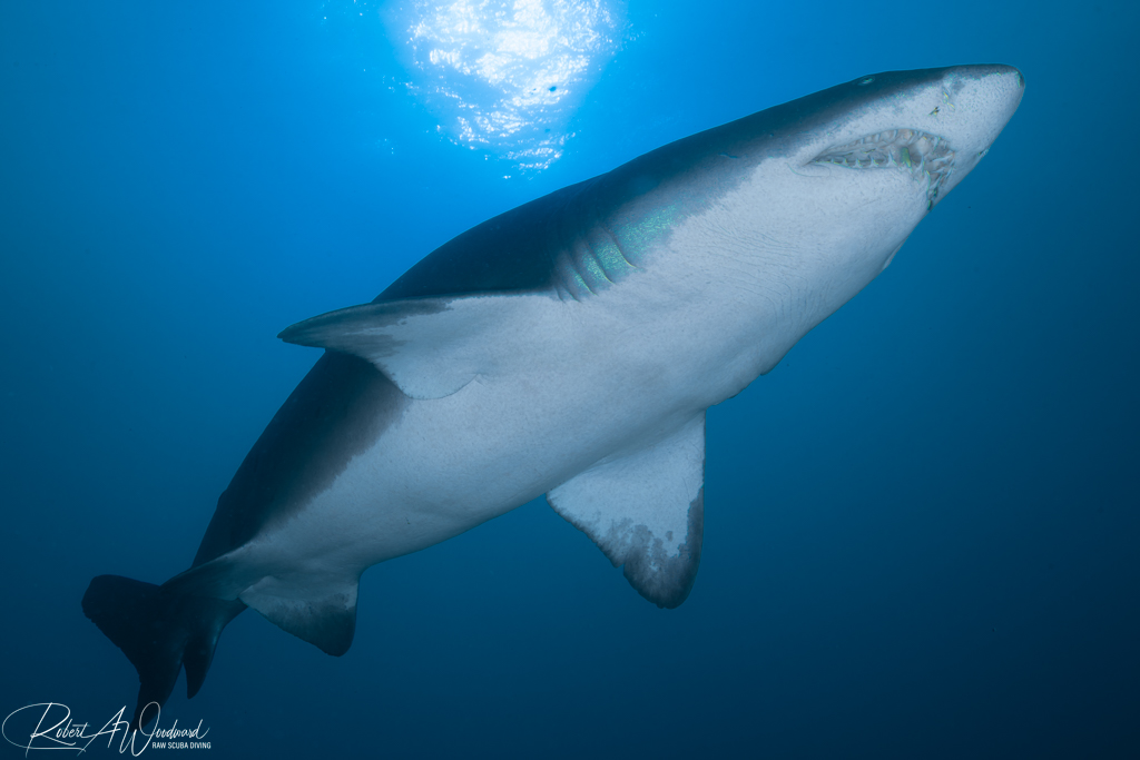 NC Shark 2