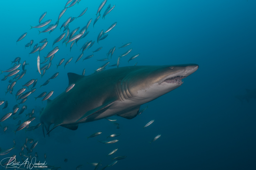 NC Shark 20