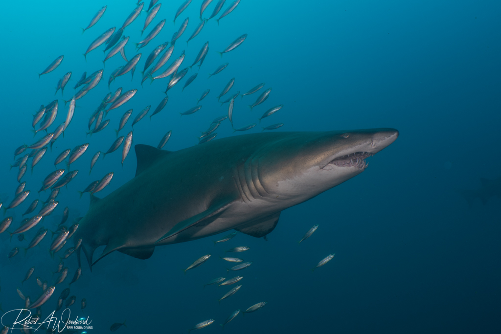 NC Shark 21
