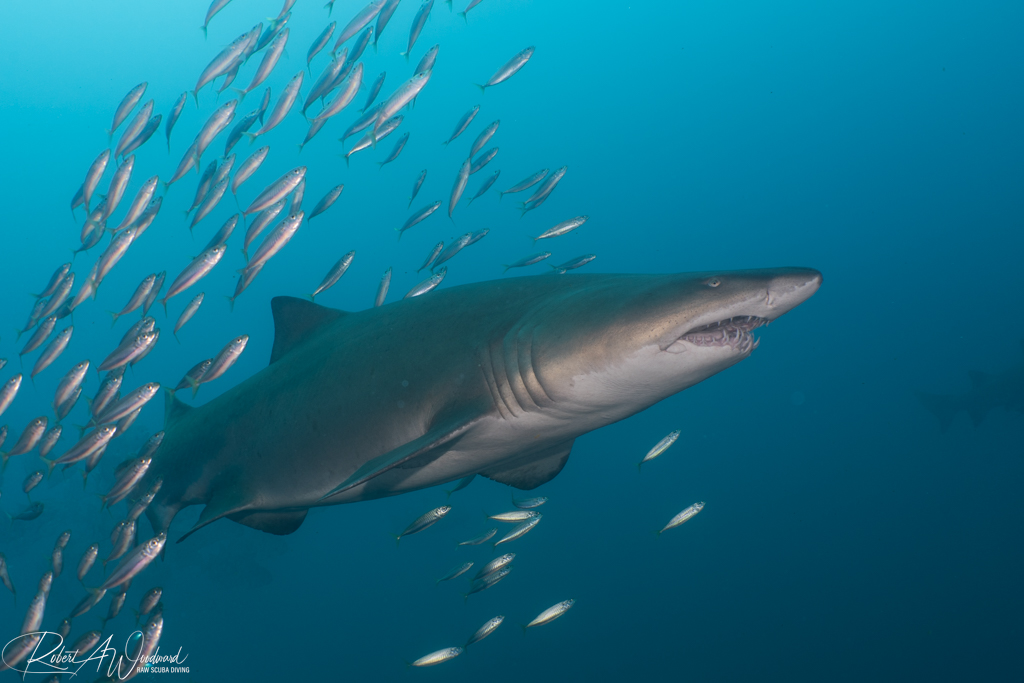 NC Shark 22