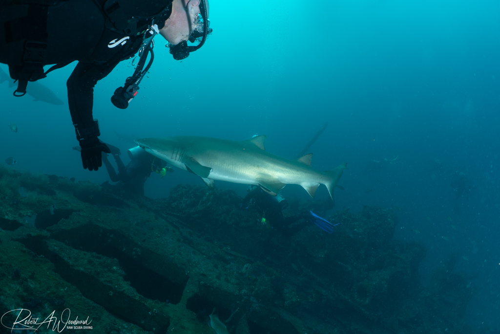 NC Shark 3