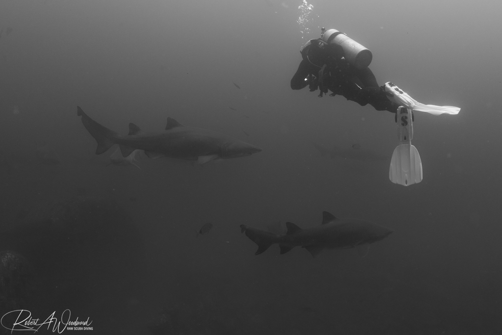 NC Shark 4