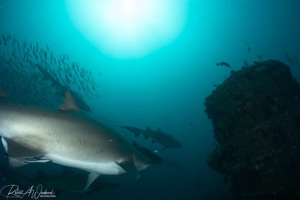 NC Shark 5