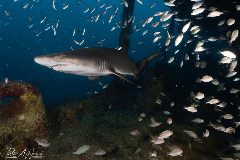 NC Shark 8
