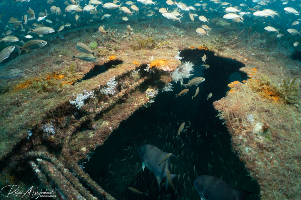 Diving on Wrecks with Sharks off Morehead City, NC