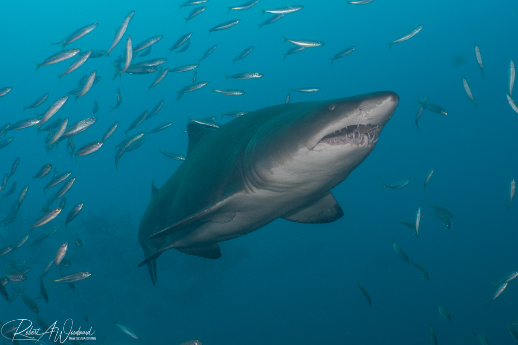 Diving on Wrecks with Sharks off Morehead City, NC