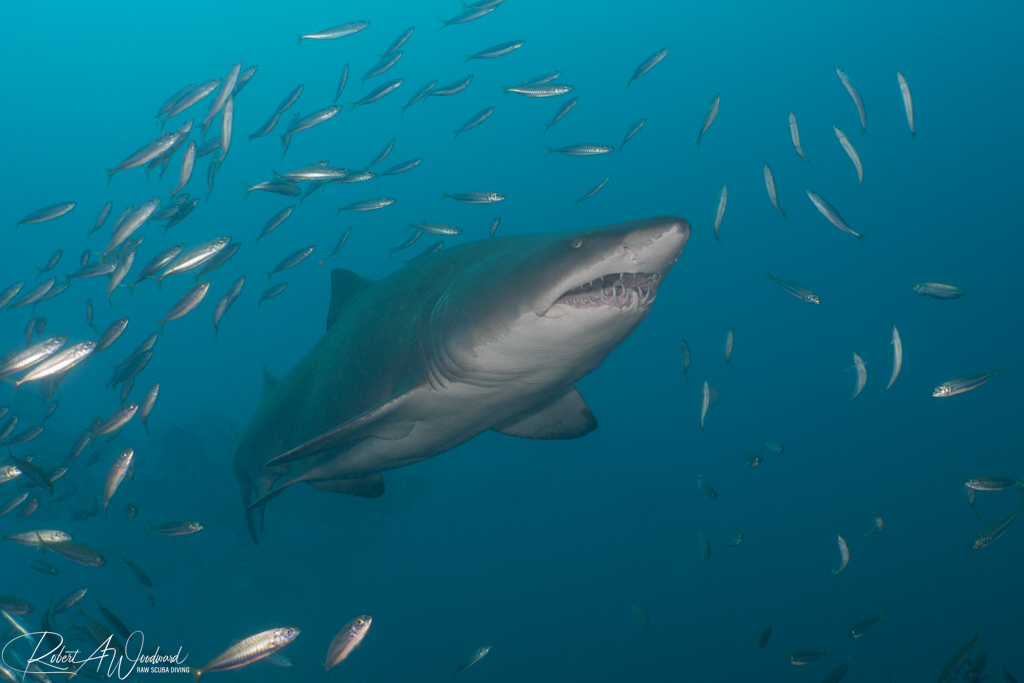 Diving on Wrecks with Sharks off Morehead City, NC