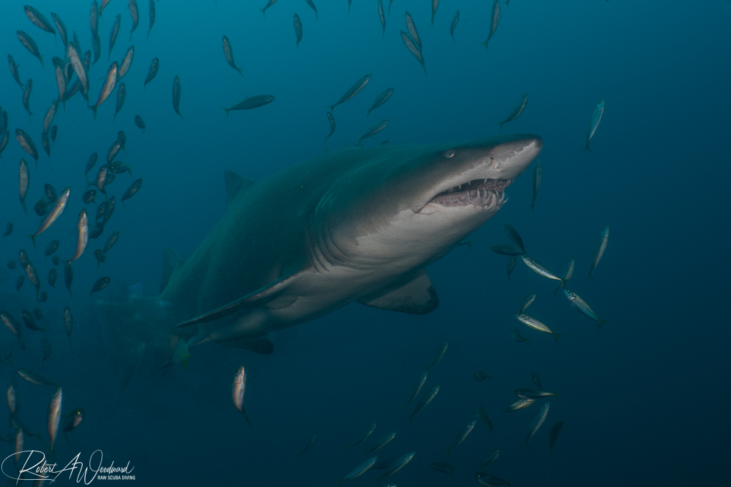 Diving on Wrecks with Sharks off Morehead City, NC