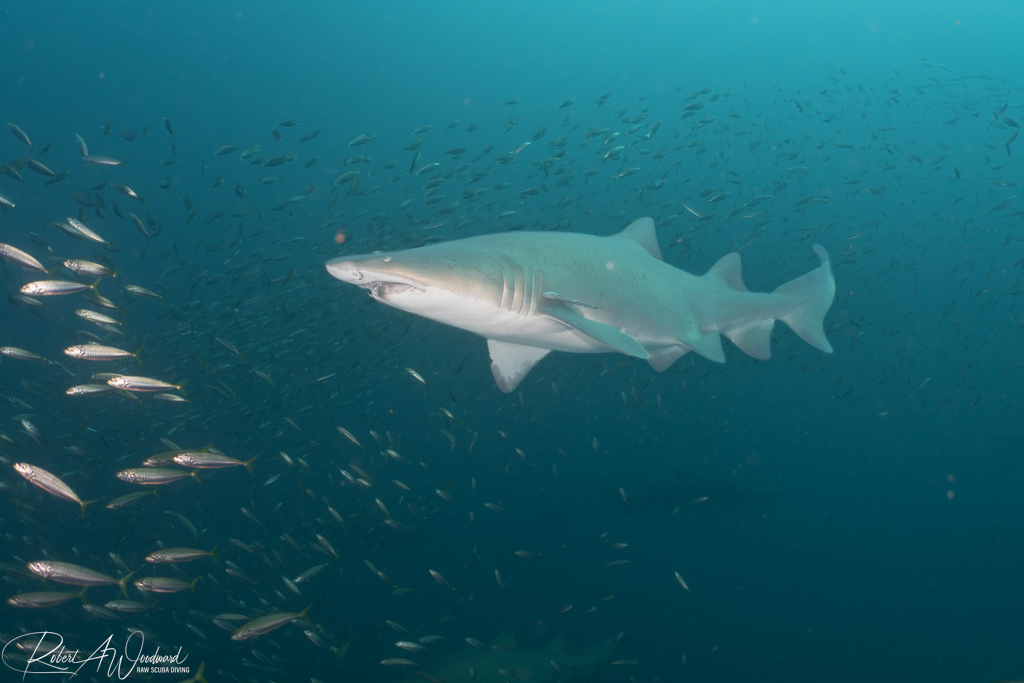 Diving on Wrecks with Sharks off Morehead City, NC