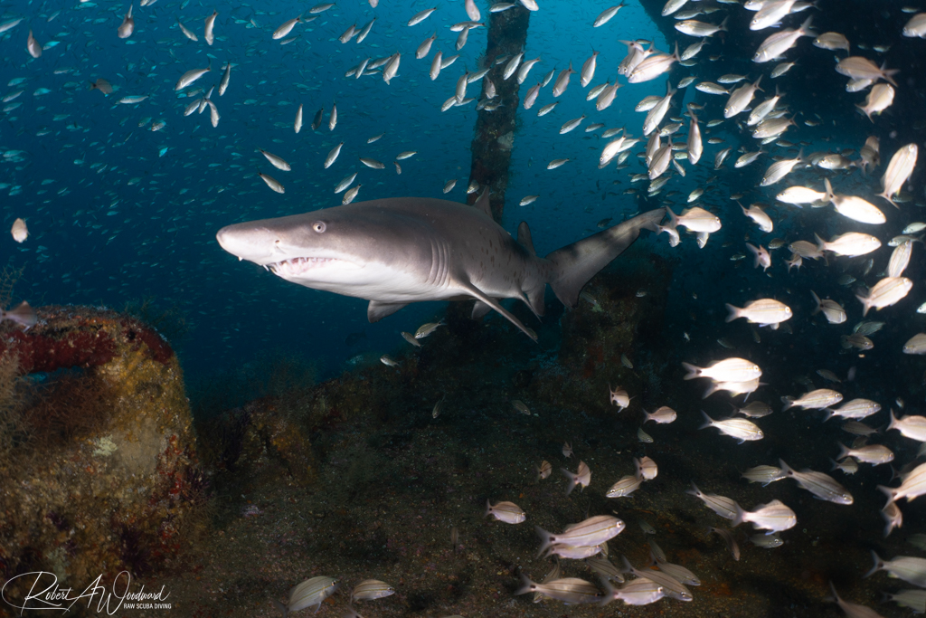 Diving on Wrecks with Sharks off Morehead City, NC