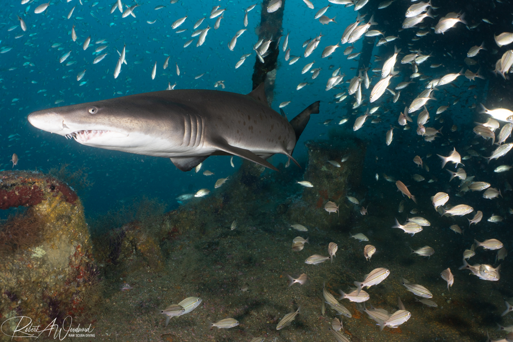 Diving on Wrecks with Sharks off Morehead City, NC