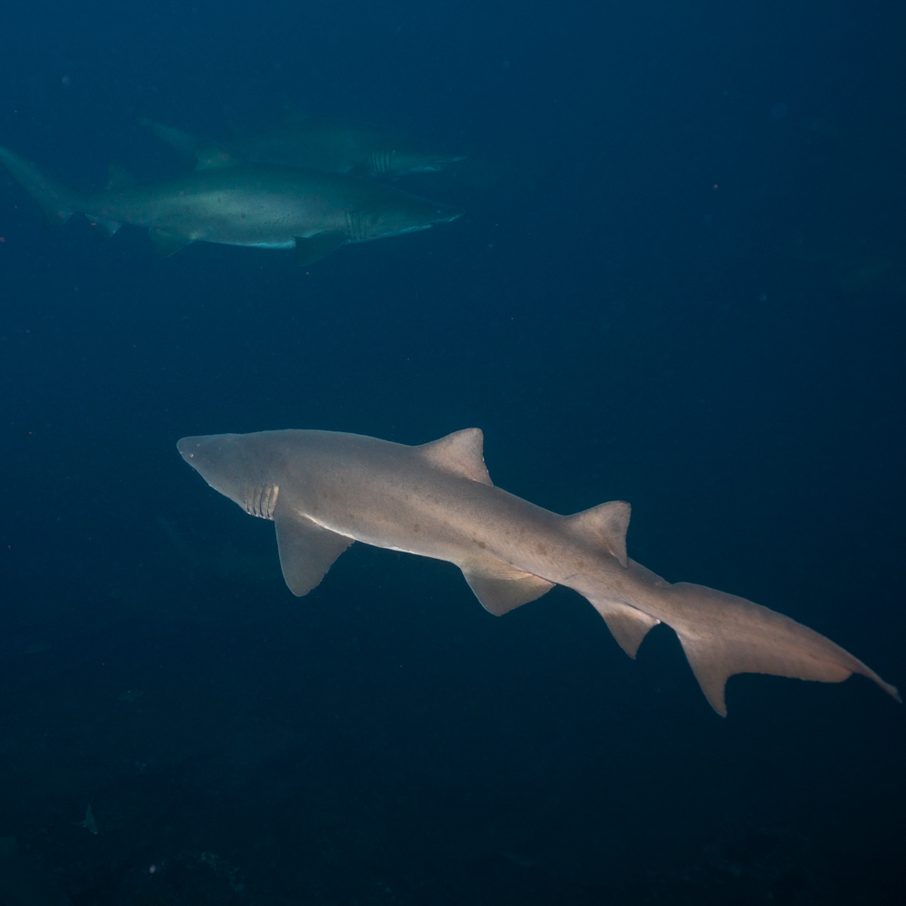 Sharks, Strobes, and Good Company